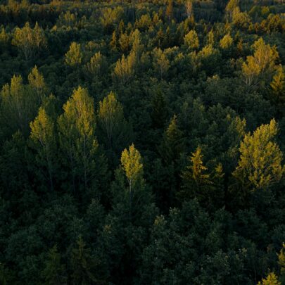 Birkefinertrææts økologiske fordele og holdbarhed i indretningen